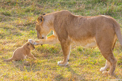 Tanzania-Lioness Scolding Cub