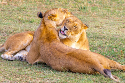 Tanzania-Lioness Sisterly Love