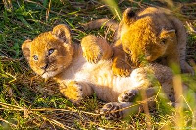 Tanzania-Little Lion Cubs Playing