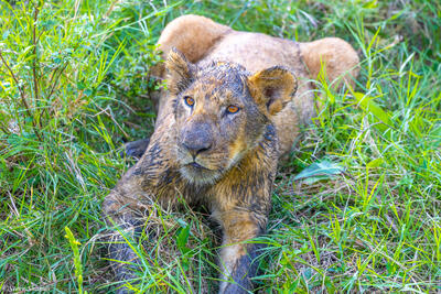 Tanzania-Muddy Faced Lion