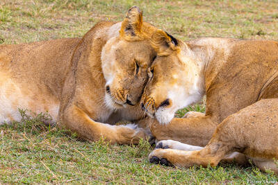 	Tanzania-Nuzzling Lions