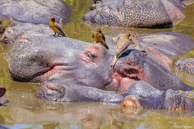 Tanzania-Oxpeckers on Hippos