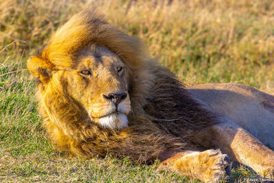 Tanzania-Pride Male Lion
