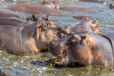 Tanzania-Rival Hippos