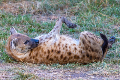 Tanzania-Rolling Hyena