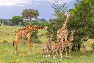 Tanzania-Serengeti Giraffe Family