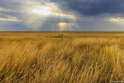 Tanzania-Serengeti Grasslands