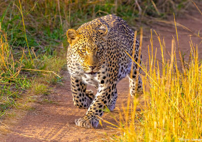 Tanzania-Serengeti Leopard