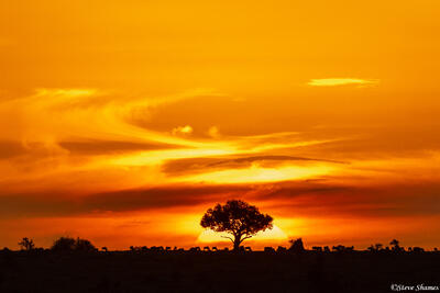 Tanzania-Serengeti Sunset