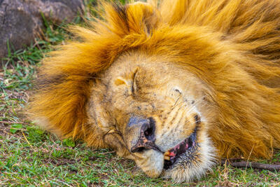Tanzania-Sleepy Head Lion
