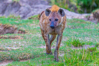 Tanzania-Spotted Hyena