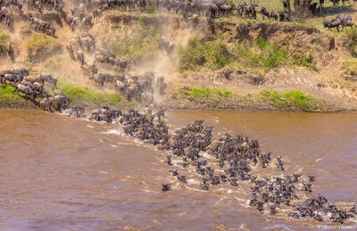 Tanzania-Wildebeest Crossing