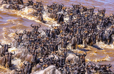 Tanzania-Wildebeests in River