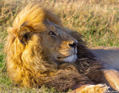 Tanzania-Windswept Lion