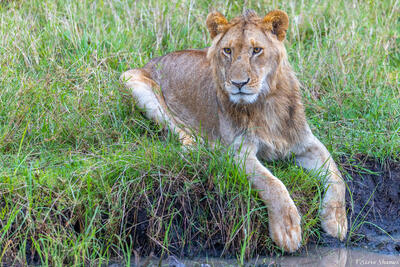 Tanzania-Young Male Lion