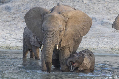 Tarangire-Baby Elephant Drinking