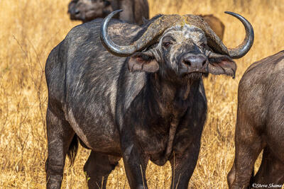 Tarangire-Cape Buffalo