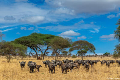 Tarangire-Cape Buffalo Herd
