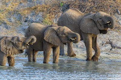 Tarangire-Drinking Elephants