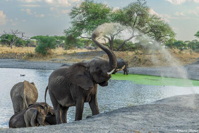 Tarangire-Elephant Dirtbath