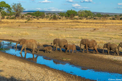 Tarangire-Elephant Herd