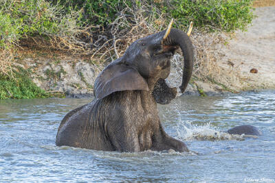 Tarangire-Elephant in Water