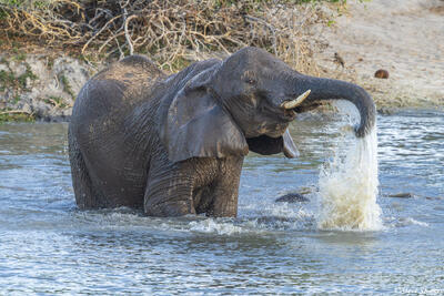 Tarangire-Elephant Splashing