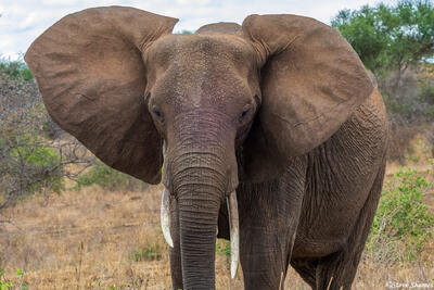 Tarangire-Elephant Watching