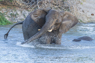 Tarangire-Elephant Waterhole