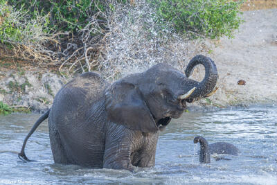 Tarangire-Elephants in Waterhole