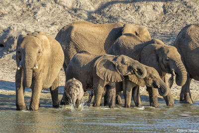 Tarangire-Elephants at Waterhole