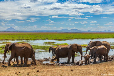 Tarangire-Elephants by Marsh
