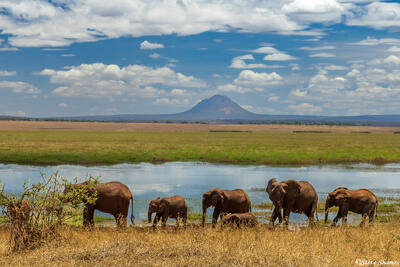 Tarangire-Elephants by Swamp