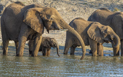 Tarangire-Elephants Drinking