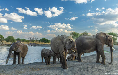 Tarangire-Elephants Leaving Waterhole