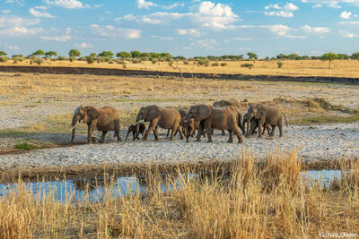 Tarangire-Elephants Out Walking