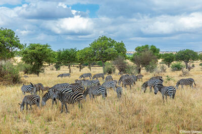 Tarangire-Field of Zebras