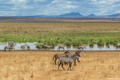 Tarangire-Marsh Scene