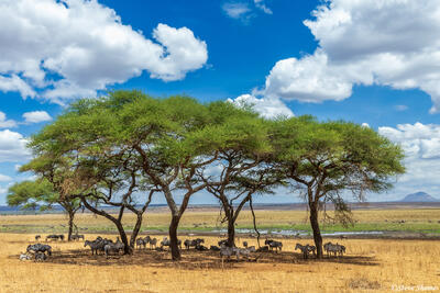 Tarangire-Shade Trees