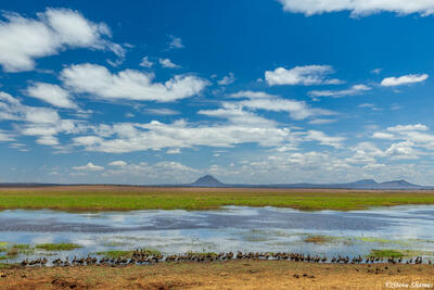 Tarangire-Silale Swamp