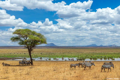Tarangire-Silale Swamp Scene