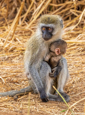 Tarangire-Vervet Monkey Baby