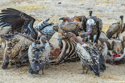 Tarangire-Vultures Eating