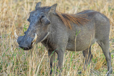 Tarangire-Warthog