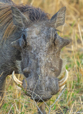 Tarangire-Warthog Portrait