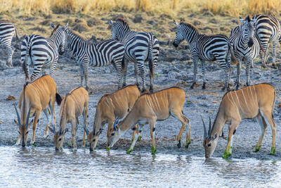 Tarangire-Waterhole