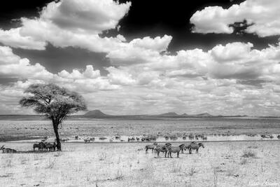 Tarangire-Wide Angle Scene