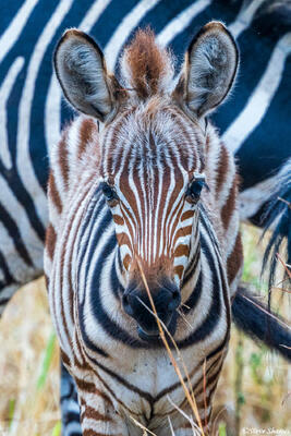 Tarangire-Young Zebra