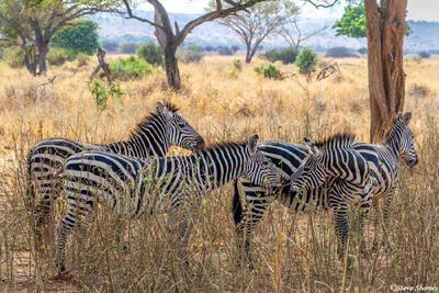 Tarangire-Zebra Group