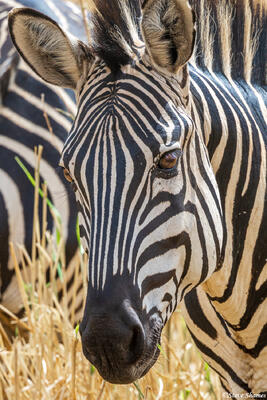 Tarangire-Zebra Portrait